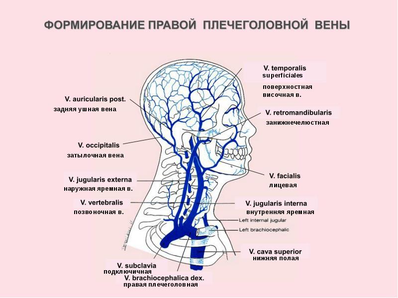 Внутренняя яремная вена схема