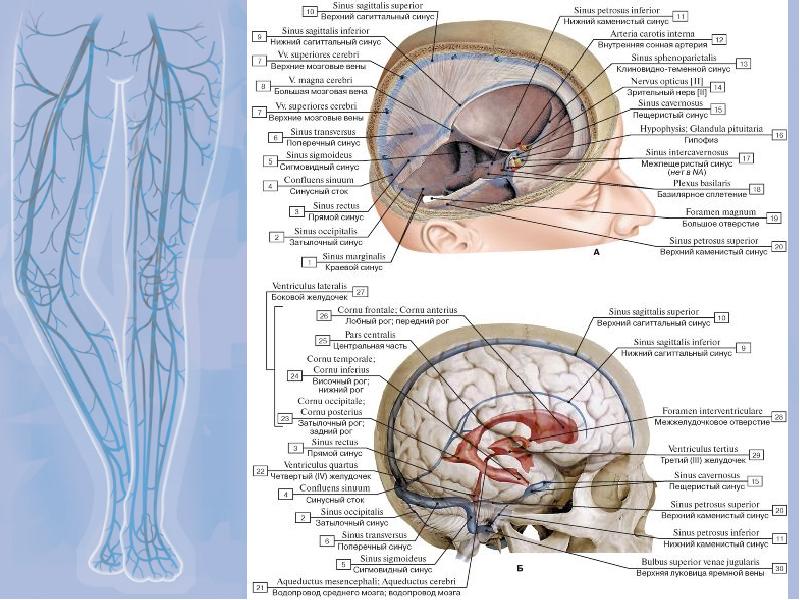 Синусы головного мозга схема венозные