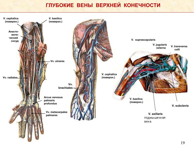 Презентация артерии и вены верхней конечности