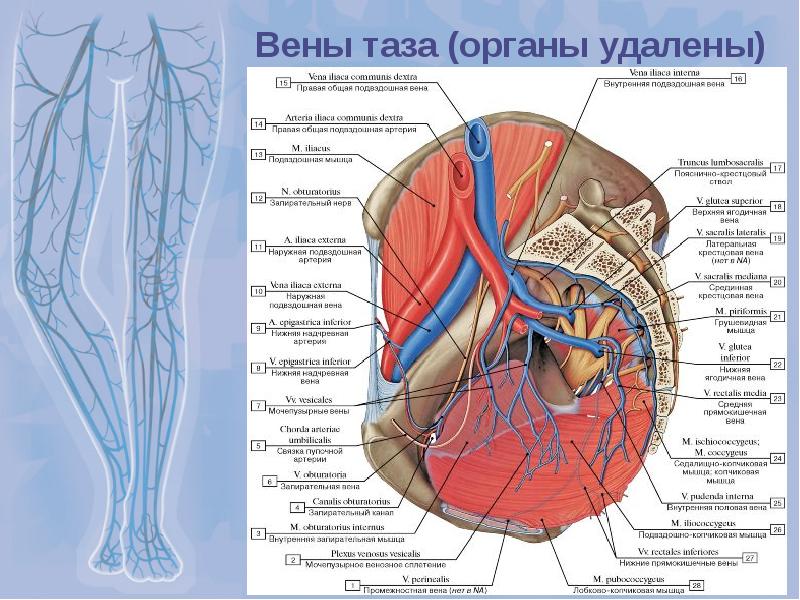 Подвздошная вена где находится фото