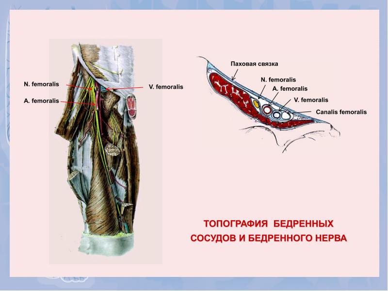 Освобождение вены презентация