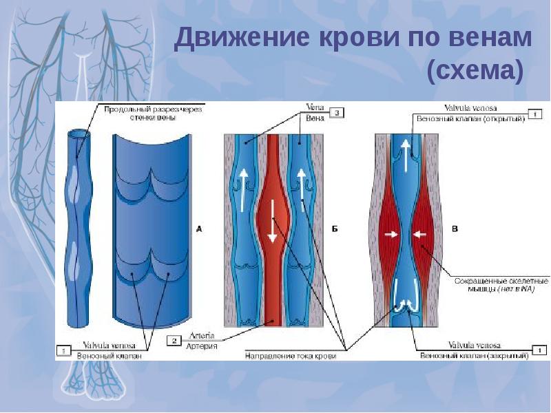 Кровь по венам