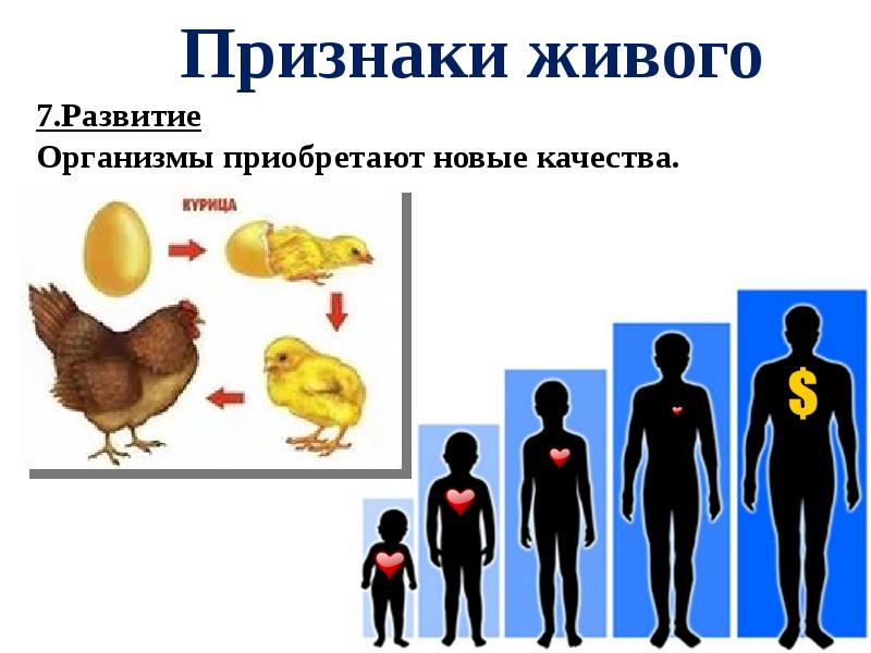 Признаки живых организмов картинки