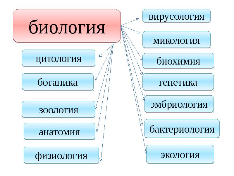 Презентация общая биология