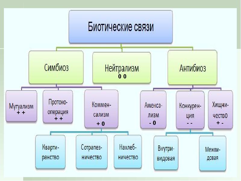 Взаимоотношения между организмами схема