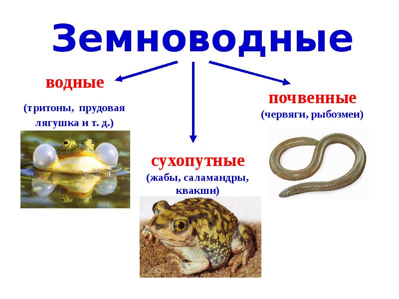 Класс земноводные или амфибии презентация