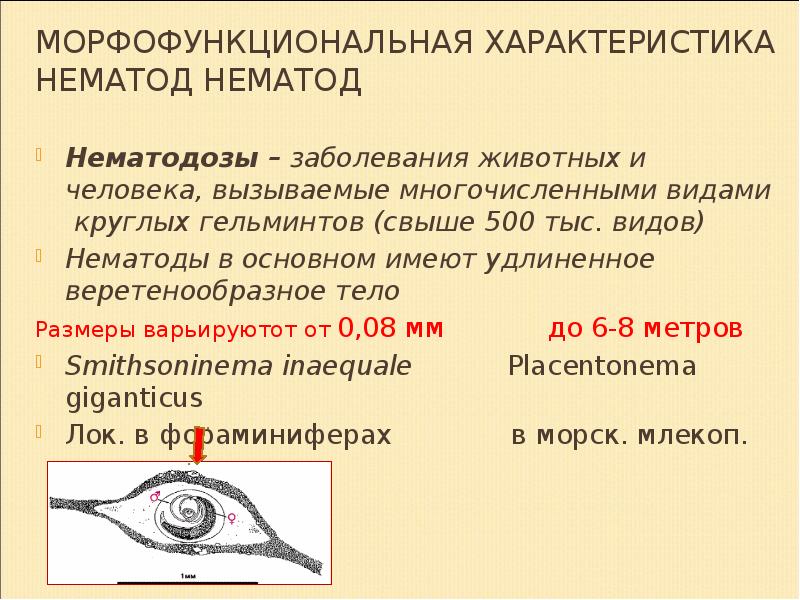 Признаки сближающие нематод и членистоногих. Симметрия тела членистоногих. Общее строение круглых червей 7 класс. Характеристика основных классов членистоногих. Членистоногие характеристика.