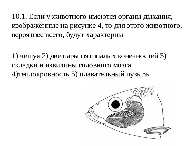 Если у животного сердце имеет строение изображенное на рисунке то для этого животного характерны