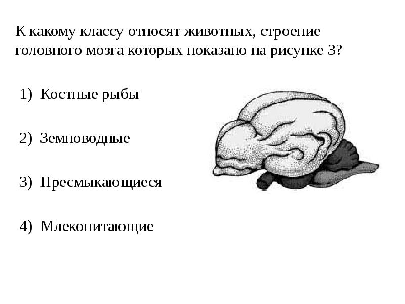 К какому классу относят животное внешнее строение которого показано на рисунке 3