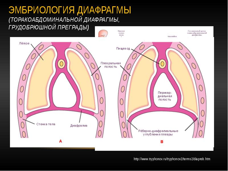 Реберно диафрагмальный синус. Реберно средостенный синус плевры. Реберно диафрагмальный синус плевры. Плевральные синусы схема. Диафрагмально медиастинальный синус.