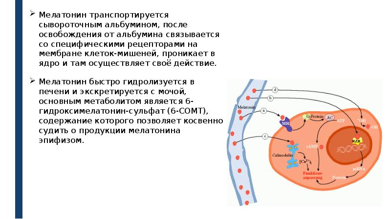 Гормон мелатонин презентация