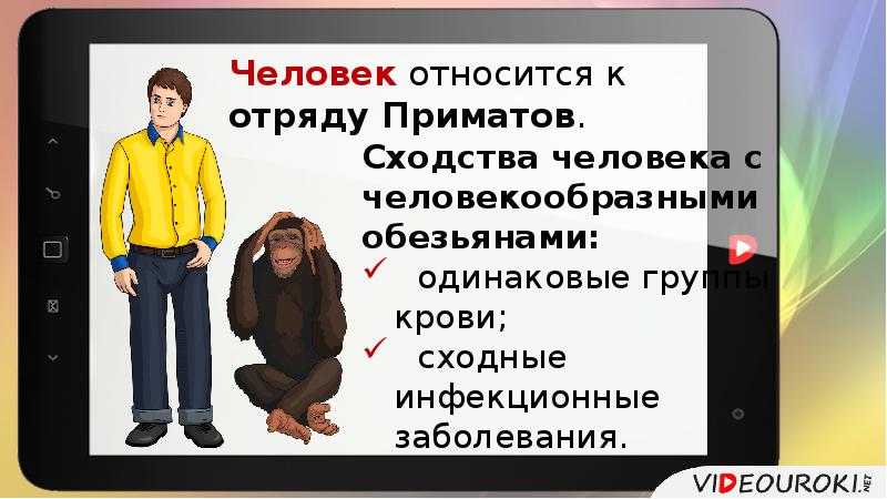 Человек относится к виду. Сходство человека с отрядом приматов. Человек относится к отряду приматов. Относитесь к людям. Современный человек принадлежит к классу.