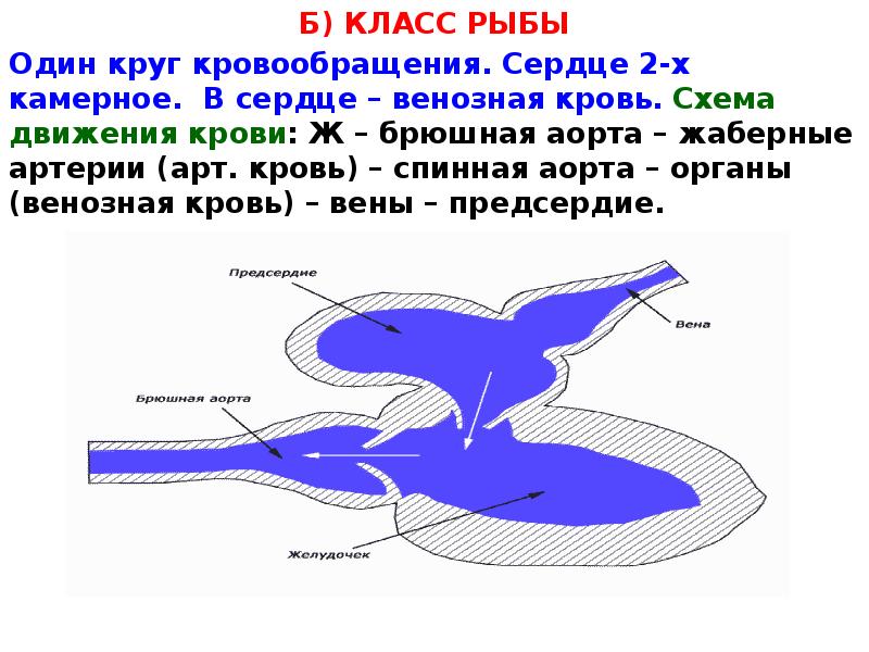Б) КЛАСС РЫБЫ
Б) КЛАСС РЫБЫ
Один круг кровообращения. Сердце 2-х Б) КЛАСС РЫБЫ
Б) КЛАСС РЫБЫ
Один круг кровообращения. Сердце 2-х