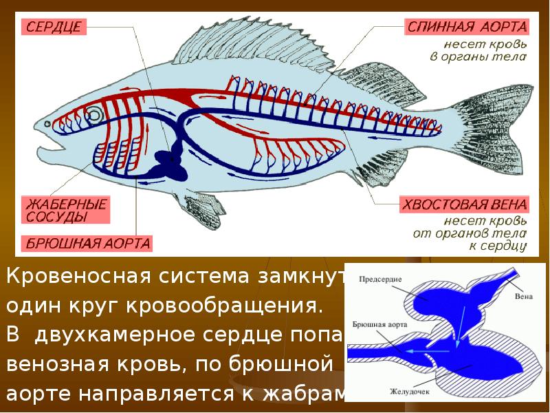 Презентация эволюция кровеносной системы