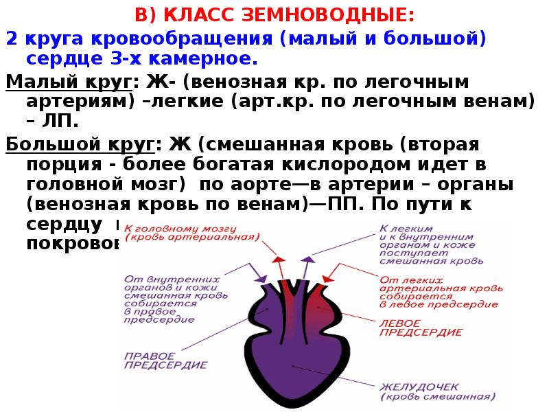 Класс земноводные трехкамерное сердце