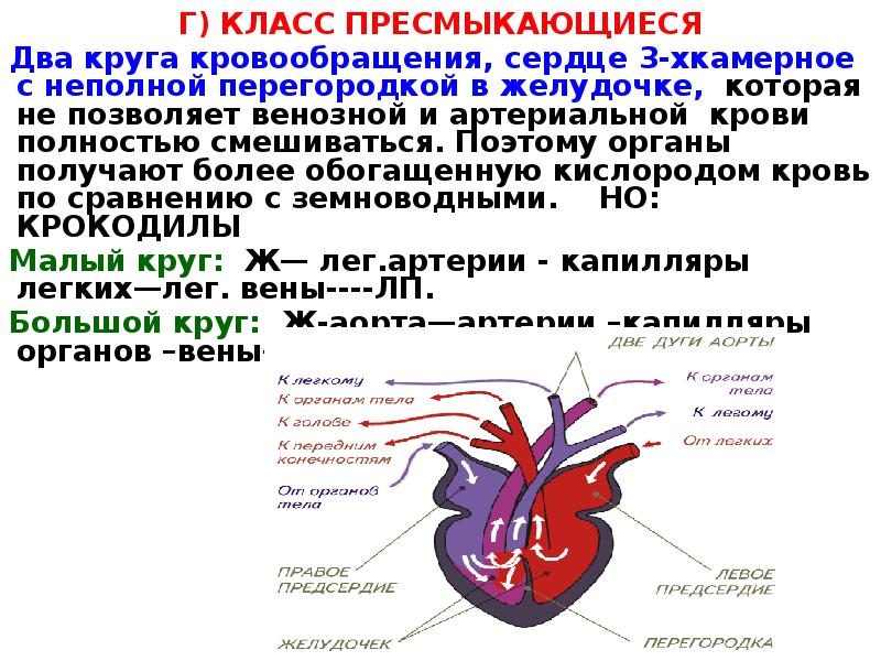 Сердце трехкамерное с неполной перегородкой рептилии