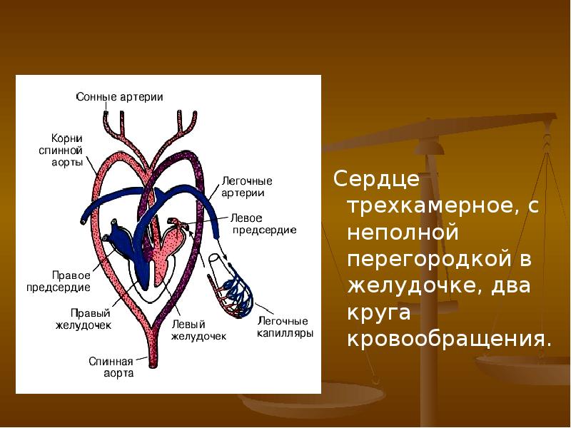 Презентация эволюция кровеносной системы