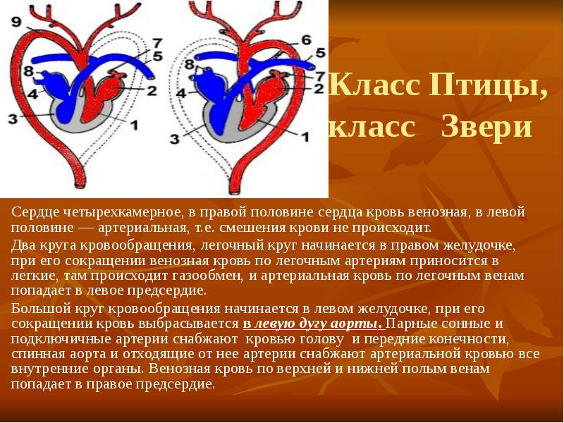 Кровообращение птиц схема