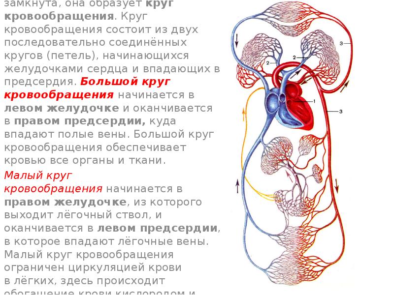 Наличие второго круга кровообращения