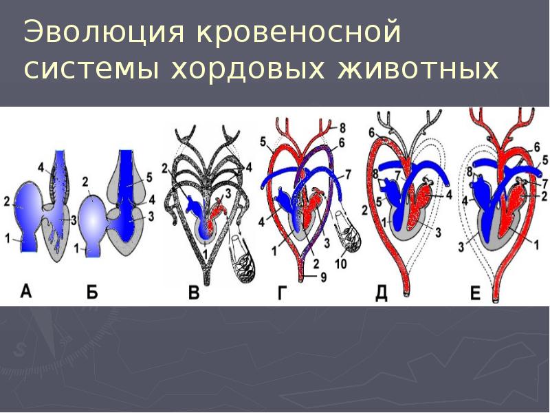 Презентация эволюция кровеносной системы