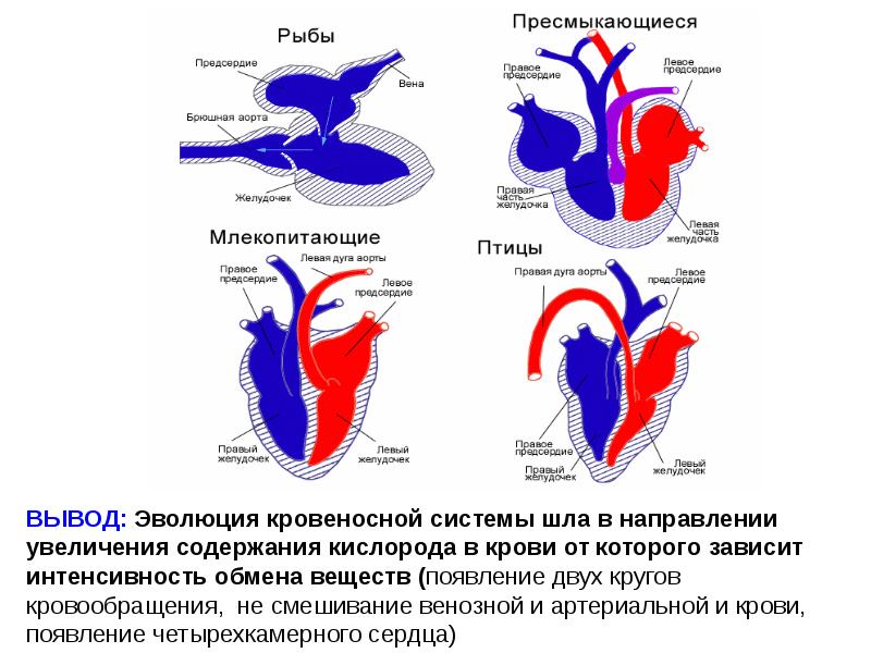 Кровеносная система презентация егэ