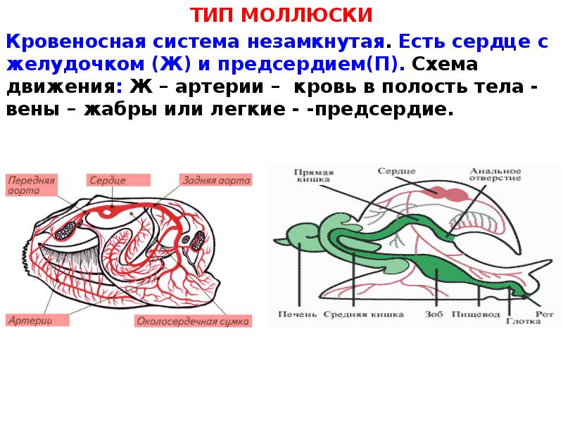 Кровеносный моллюск