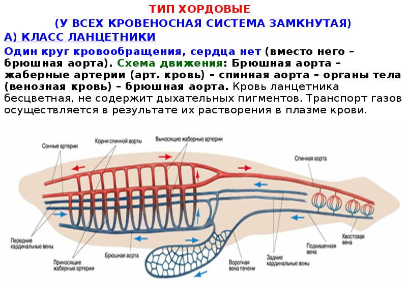 Проект эволюция кровеносной системы