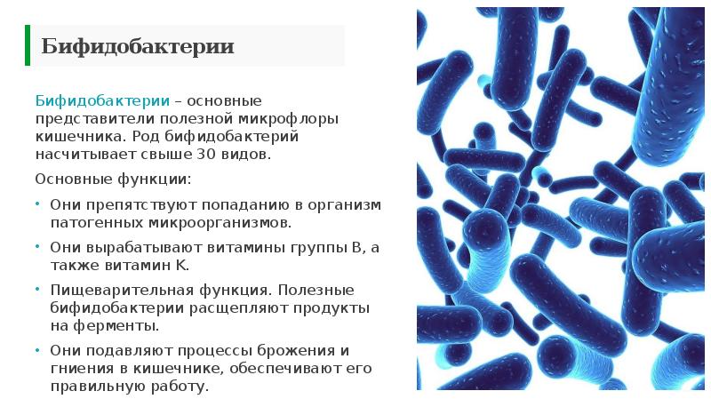 Бактерии человека название. Лактобактерии и бифидобактерии функции. Лактобактерии нормальная микрофлора кишечника. Характеристика бактерий бифидобактерии. Бифидобактерии и лактобактерии биология.