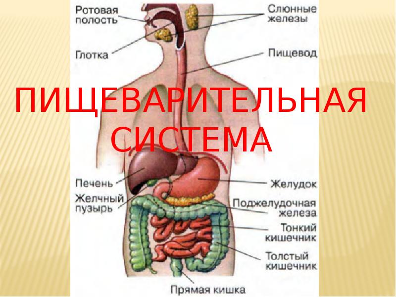 пищеварительная система пищеварительная система