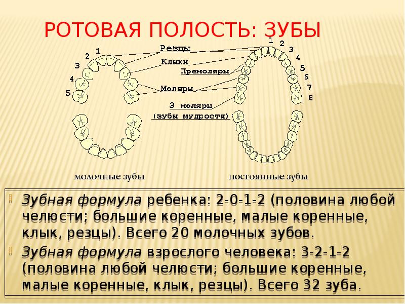 Зубная формула презентация