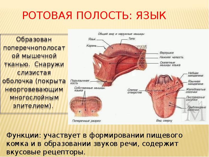 Полость покрывало. Ротовая полость мышечный слой. Эпителий ротовой полости. Мышечная оболочка полости рта.