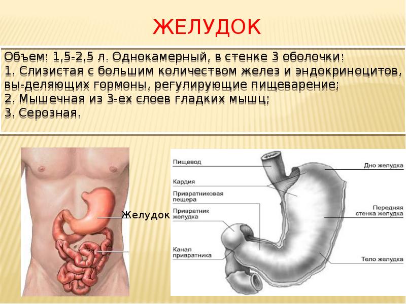 Устройство желудка человека фото и описание