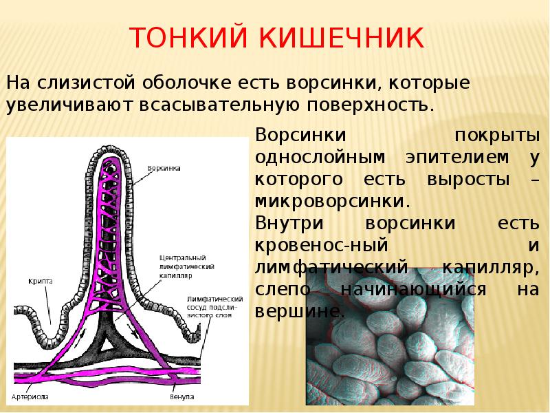 Тонкий кишечник Тонкий кишечник