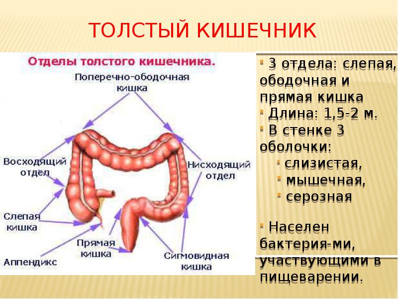 Толстый кишечник
3 отдела: слепая, ободочная и прямая кишка
Толстый кишечник
3 отдела: слепая, ободочная и прямая кишка