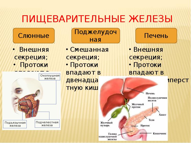 Пищеварительные железы Пищеварительные железы