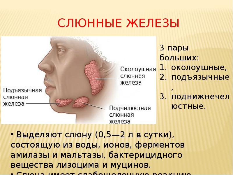 Слюнные железы Слюнные железы