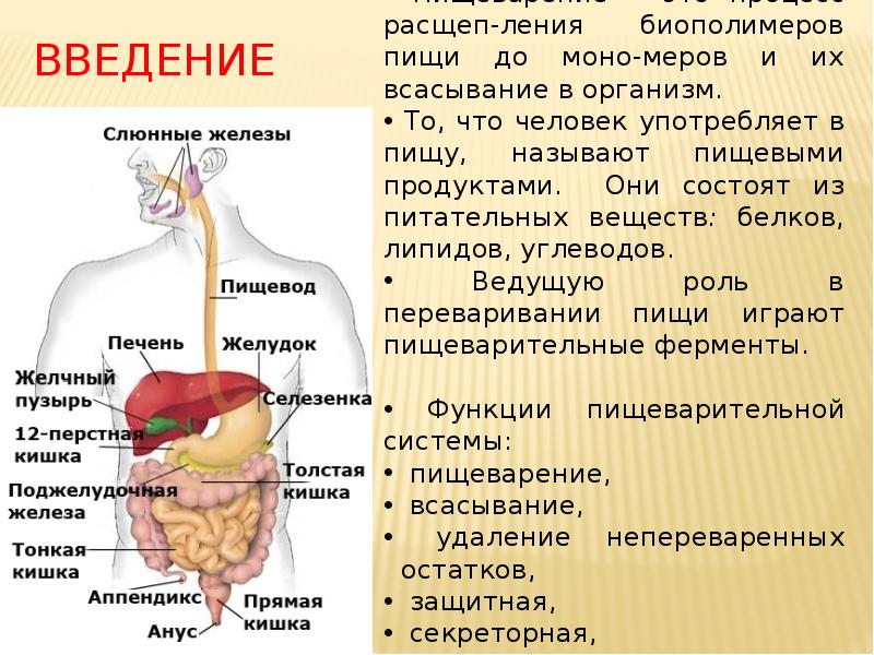 введение введение