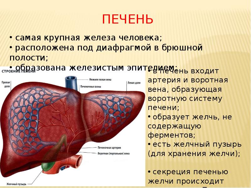 печень печень
