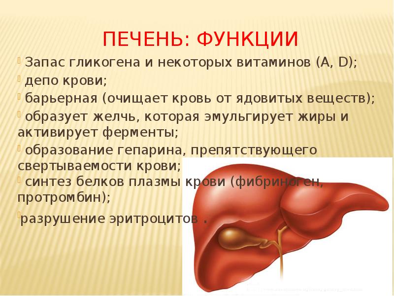 Печень: функции
Запас гликогена и некоторых витаминов (A, D);
Печень: функции
Запас гликогена и некоторых витаминов (A, D);