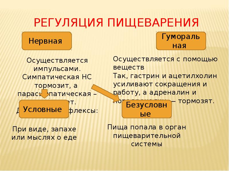 Регуляция пищеварения Регуляция пищеварения