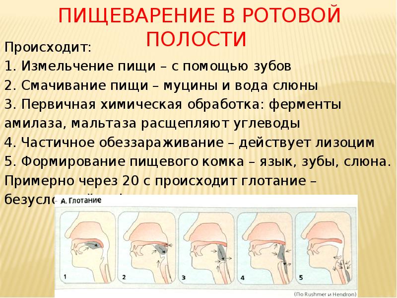 Пищеварение в ротовой полости
Происходит:
1. Измельчение пищи – с Пищеварение в ротовой полости
Происходит:
1. Измельчение пищи – с