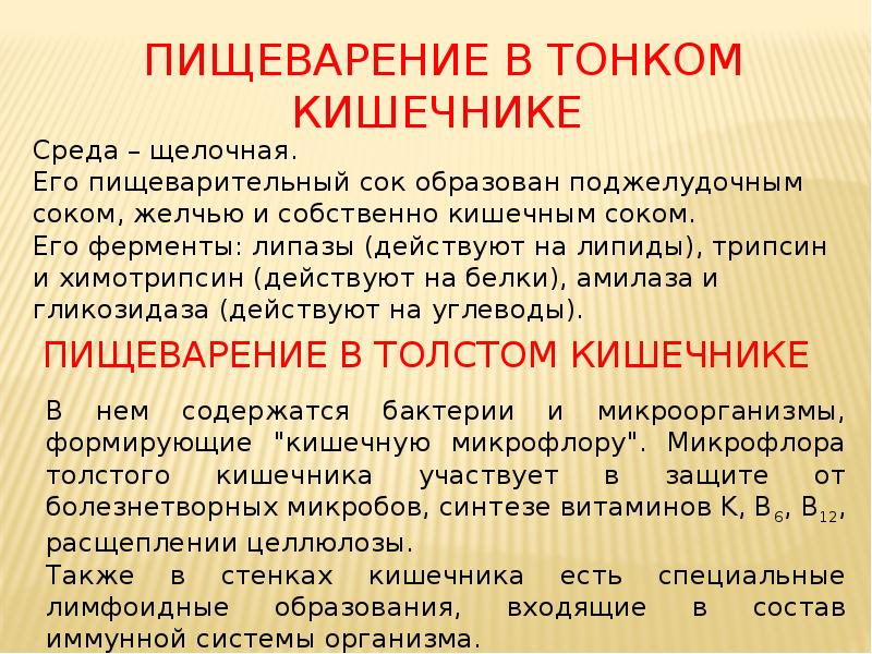 Пищеварение в тонком кишечнике Пищеварение в тонком кишечнике
