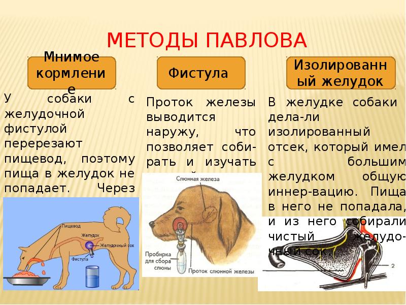 Методы павлова Методы павлова