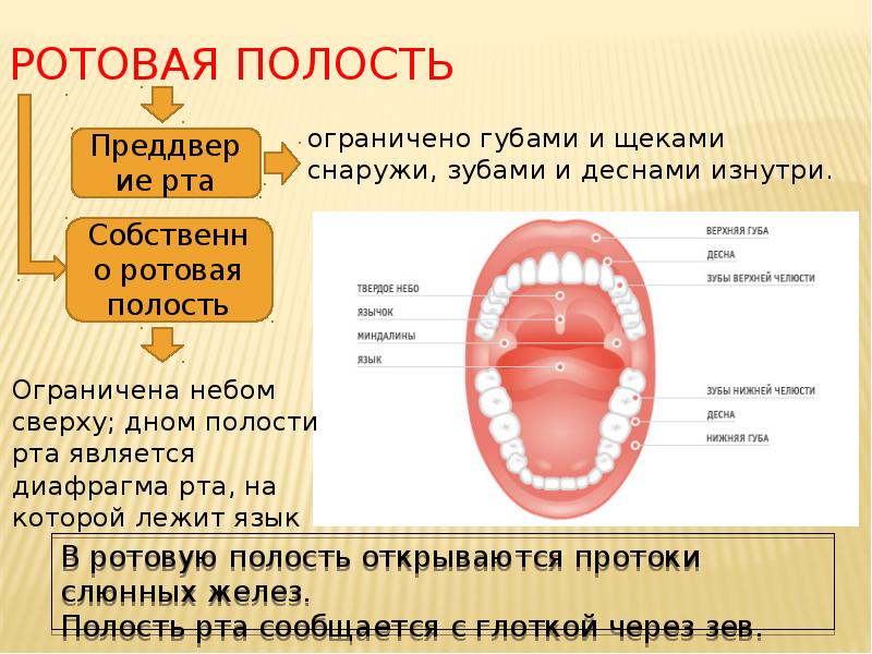 Ротовая полость
В ротовую полость открываются протоки слюнных желез.
Полость Ротовая полость
В ротовую полость открываются протоки слюнных желез.
Полость