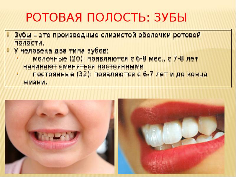 Ротовая полость: зубы
Зубы – это производные слизистой оболочки ротовой полости. Ротовая полость: зубы
Зубы – это производные слизистой оболочки ротовой полости.