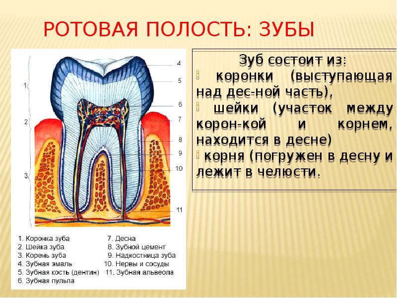 Ротовая полость: зубы
Зуб состоит из:
коронки (выступающая над Ротовая полость: зубы
Зуб состоит из:
коронки (выступающая над