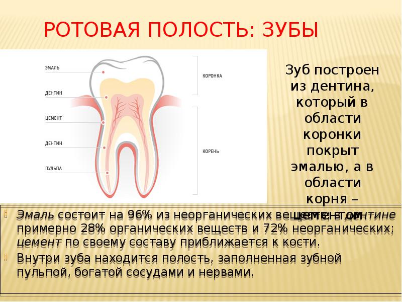 Ротовая полость: зубы
Эмаль состоит на 96% из неорганических веществ; в Ротовая полость: зубы
Эмаль состоит на 96% из неорганических веществ; в