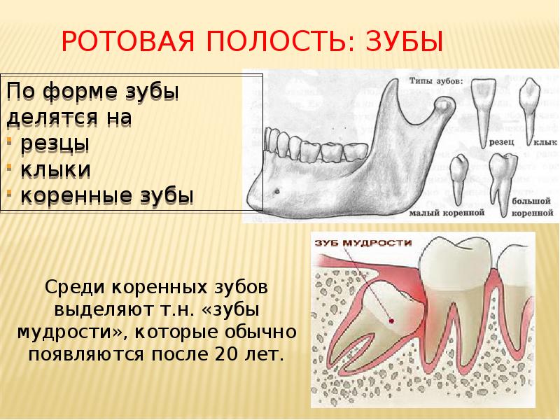 Ротовая полость: зубы
По форме зубы делятся на
резцы
Ротовая полость: зубы
По форме зубы делятся на
резцы
