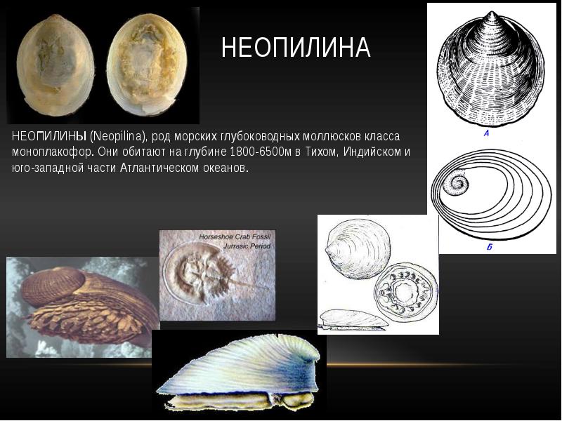 Презентация живые ископаемые биология 9 класс