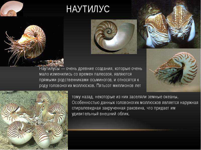 Живые ископаемые сообщение по биологии. Наутилус живое ископаемое. Головоногие моллюски палеозоя. Древние наутилусы окаменелости. Живые ископаемые презентация.